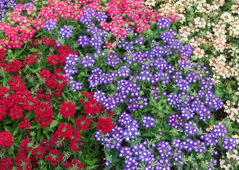 Colorful background of the fresh sweet alyssum.