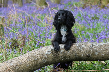 Working cocker spaniel in bluebells