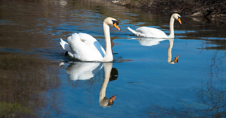 Spiegelung der Schwäne