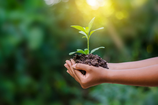 In The Hands Of Trees Growing Seedlings. Bokeh Green Background Female Hand Holding Tree On Nature Field Grass Forest Conservation Concept