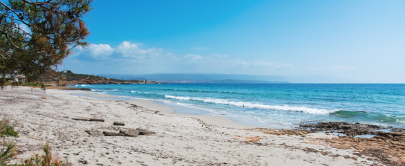 pine tree by the sea