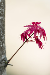 Red leaves of Japanese maple Acer palmatum