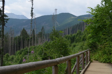 An easy tourist trail in the Tatra Mountains, Poland