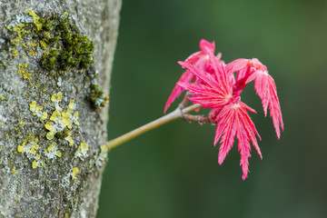 Red leaves of Japanese maple Acer palmatum