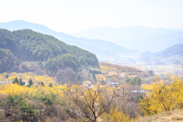 Scenery of Cornus officinalis flower festival in Gurye