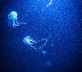 Quallen in blauem Licht