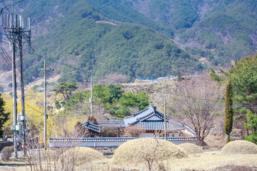 Scenery of Cornus officinalis flower festival in Gurye