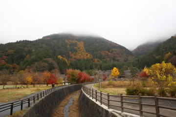 Colorful autumn leaves, mountain in a mist 