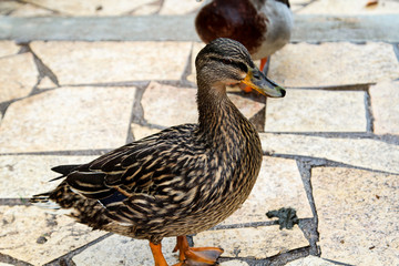 Stockenten, Ente im Park, Natur