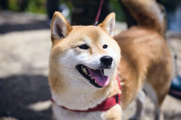 Adorable Akita Inu puppy dog