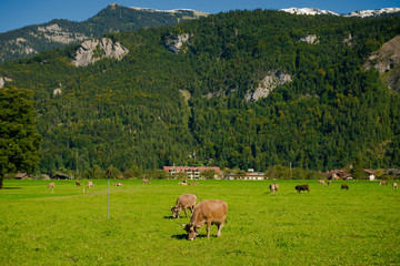 Naklejka premium Cows in a meadow. Brown cows on a farm. Many cows graze on a green meadow in the Alpine village 