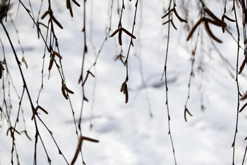 Fototapeta na wymiar Branches of tree macro. Nature pattern.