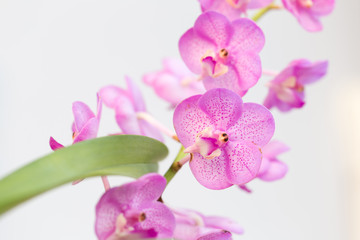 Fototapeta na wymiar Closed up beautiful orchid on white background