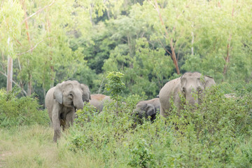 Obraz na płótnie Canvas Asiatic Elephant is big five animal in asia