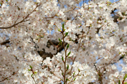 桜の花と新芽