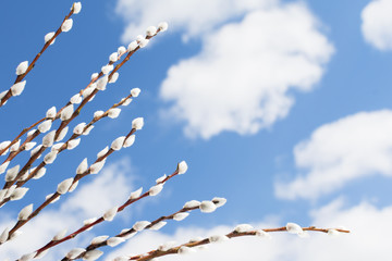 Beautiful pussy-willow branches over blue sky background, feeling of springtime