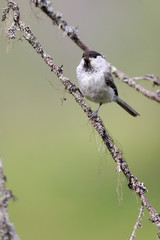 willow tit