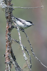 willow tit