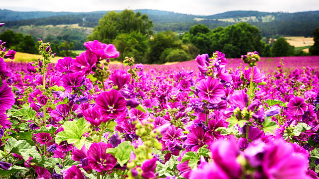 field of beautiful wild purple mallow