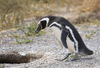 Magellanic Penguin Looking into Nesting Burrow. Punta Tombo, Argentina. One of the largest Colony in the world, Patagonia.