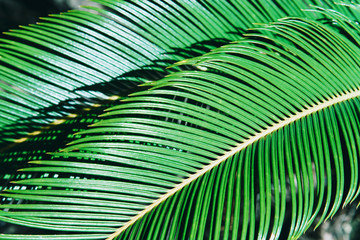 Creative tropical green leaves layout.