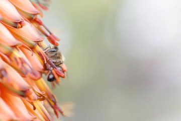 Abeja