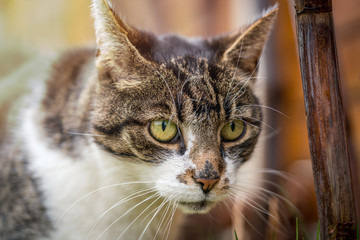 Wunderschöne Katze guckt gespannt