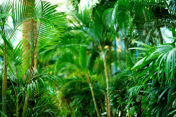 Obraz na płótnie Canvas Palm trees over blue sky. Summer, holiday and travel concept with copy space. Palm branches with sun light effect. Background for design. Tropical jungle view