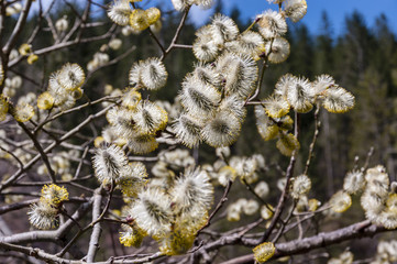 Young plant buds in the spring.