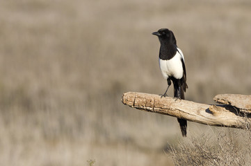 Common magpie. Pica pica