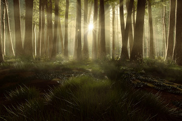 Fototapeta premium Waldlichtung im Sonnenaufgang