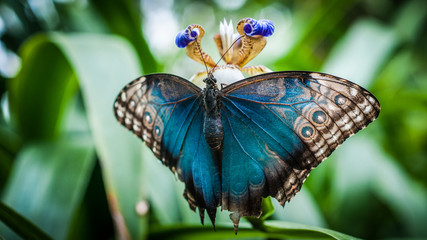 Blue Butterfly - obrazy, fototapety, plakaty