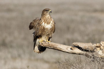 Common buzzard. Buteo buteo