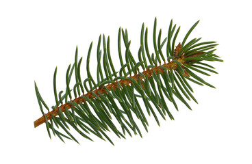 Spruce twigs. Branch of christmas tree isolated on white background without a shadow . Fresh coniferous branches.close-up.