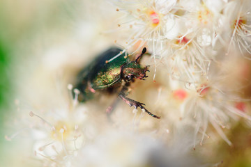 the bronzed beetle creeps along the white spiraea flowers