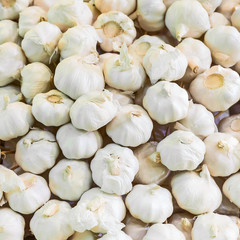 Lots of common fresh Garlic.