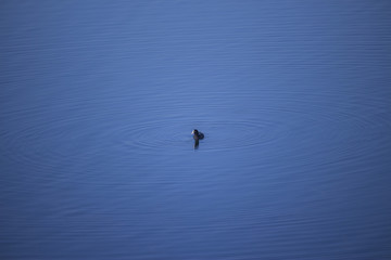 Bird in Water