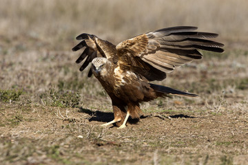 Young male of Western marsh harrier. Circus aeroginosus