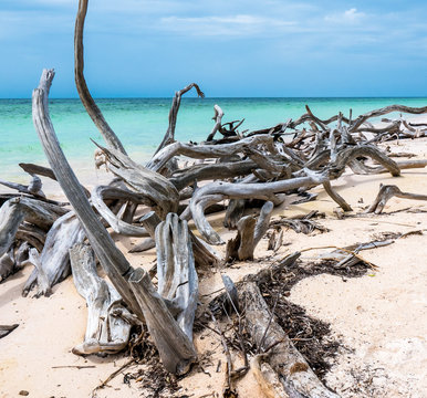 Cuba, Cayo Jutias. Pieces of wood over white sandy beach. The paradise beach on the Caribbean sea of Cuba.