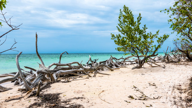 Caribbean beach of Cayo Jutias, Cuba. Wild nature with wooden trunks and a green tree on the beach with white sand.