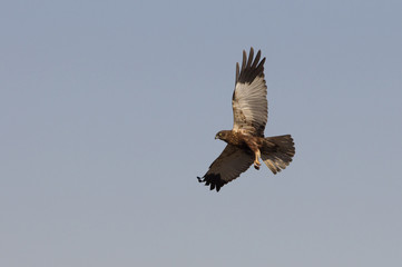 Adul male of Western marsh harrier. Circus aeroginosus