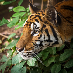 Close up tiger.