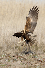 Young male of Western marsh harrier. Circus aeroginosus