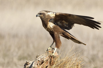 Young female of Western marsh harrier. Circus aeroginosus