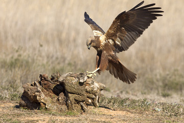 Young female of  Western marsh harrier. Circus aeroginosus