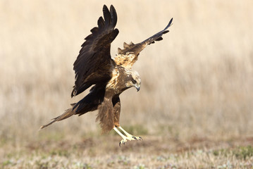 Young male of Western marsh harrier. Circus aeroginosus