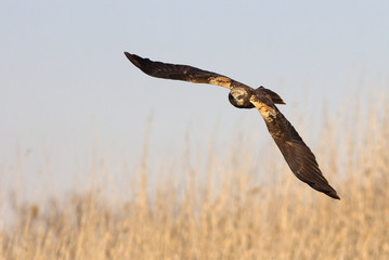 Young male of Western marsh harrier. Circus aeroginosus