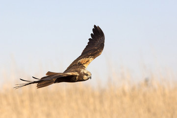 Young male of Western marsh harrier. Circus aeroginosus