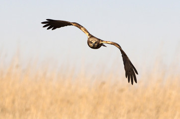 Young male of Western marsh harrier. Circus aeroginosus