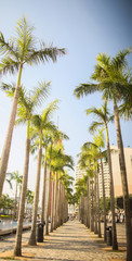 Fototapeta na wymiar A green alley of palms in Hong Kong. Architectural sights of the city and the street.